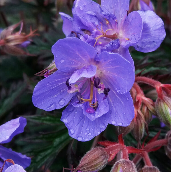 Hardy Geranium 'Storm Cloud' Perennial 9cm Pot Plants Pack X3