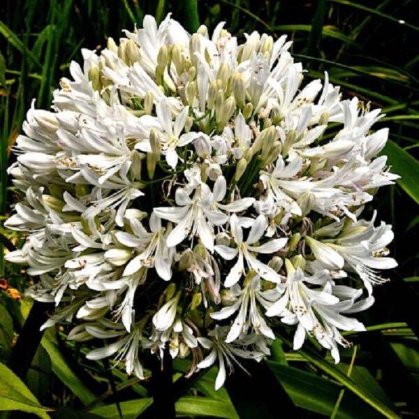 Agapanthus Best in Show Perennial XXL Supersize Plug Plants Pack x3
