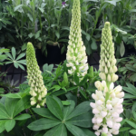 Lupin / Lupinus Lupini 'Mini Gallery™ 'White' Perennial Supersize XXL Plug Plants Pack x3