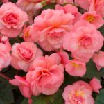 Begonia Sweet Spice English Rose Trailing Plug Plants Pack x6
