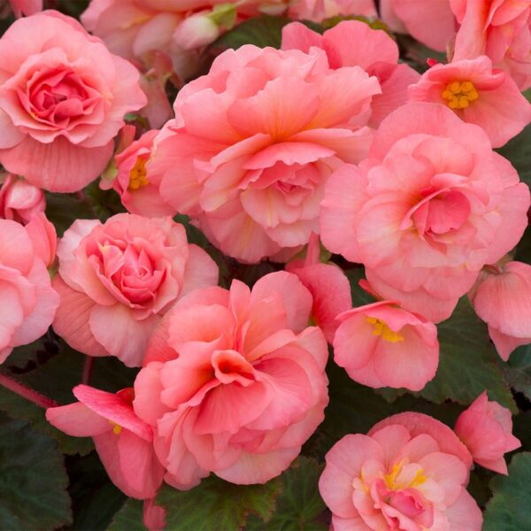 Begonia Sweet Spice English Rose Trailing Plug Plants Pack x6