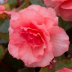Begonia Sweet Spice English Rose Trailing Plug Plants Pack x6