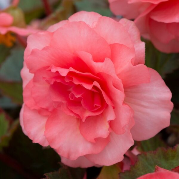 Begonia Sweet Spice English Rose Trailing Plug Plants Pack x6
