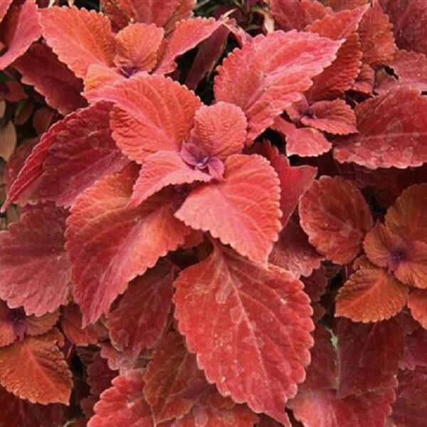 Coleus Special 'Copa® Copper' Plug Plants Pack x6