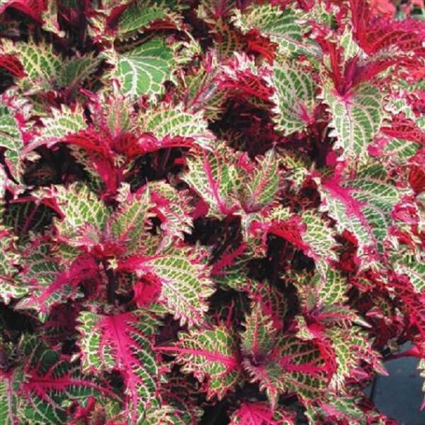 Coleus Special 'Copa® Peter's Wonder' Plug Plants Pack x6