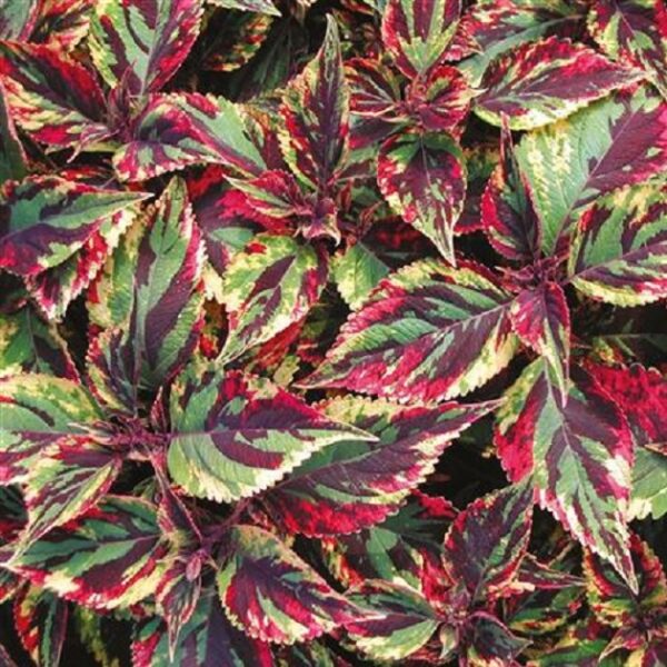 Coleus Special 'Copa® Combat' Plug Plants Pack x6