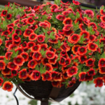 Calibrachoa Trailing Mini Petunias Million Bells 'Orange Punch' Plug Plants Pack x6