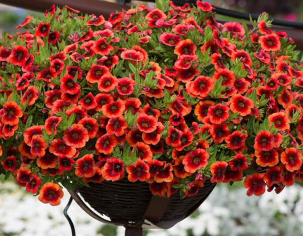 Calibrachoa Trailing Mini Petunias Million Bells 'Orange Punch' Plug Plants Pack x6