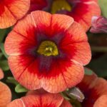 Calibrachoa Trailing Mini Petunias Million Bells 'Orange Punch' Plug Plants Pack x6