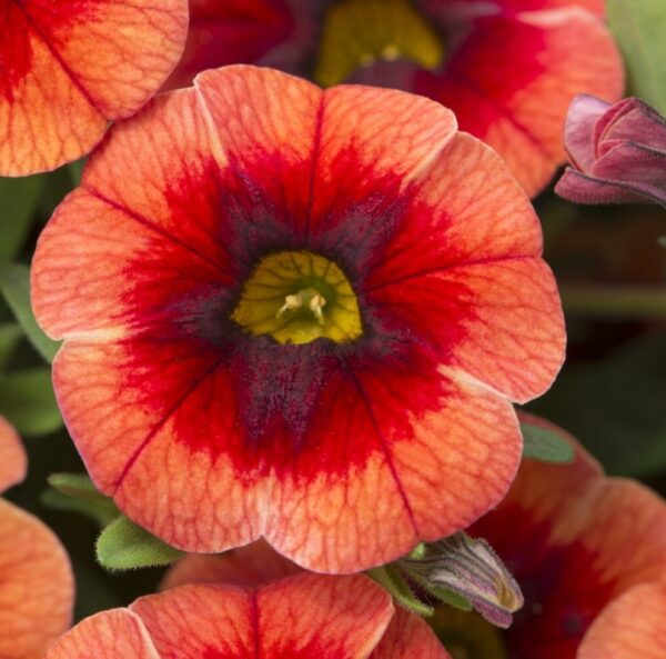 Calibrachoa Trailing Mini Petunias Million Bells 'Orange Punch' Plug Plants Pack x6