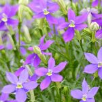 Isotoma Axillaris Fizz'n'Pop Purple Plug Plants Pack x6