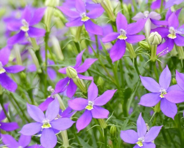 Isotoma Axillaris Fizz'n'Pop Purple Plug Plants Pack x6