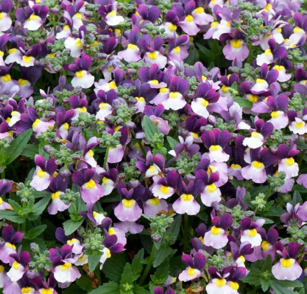 Nemesia 'Lady Jane' Summer Garden / Basket Plug Plants Pack x6