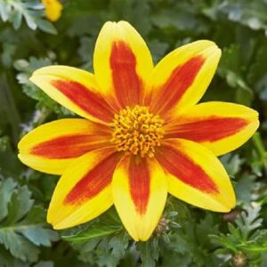 Bidens 'Taka Tuka' Yellow/Red Star Plug Plants Summer Blooms Pack x6