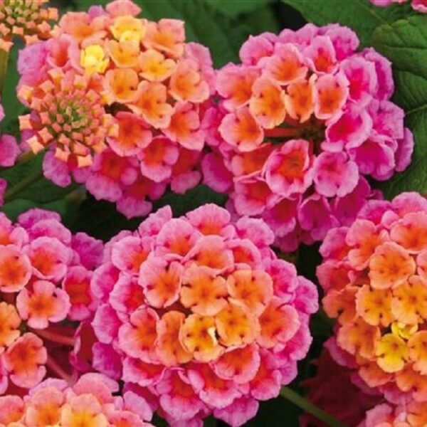 Lantana Evita® Rose Summer Colour Plug Plants Pack x6