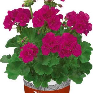 Zonal Geranium Dolce Vita Evi Blue Pack x6 Plug Plants