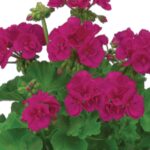 Zonal Geranium Dolce Vita Evi Blue Pack x6 Plug Plants