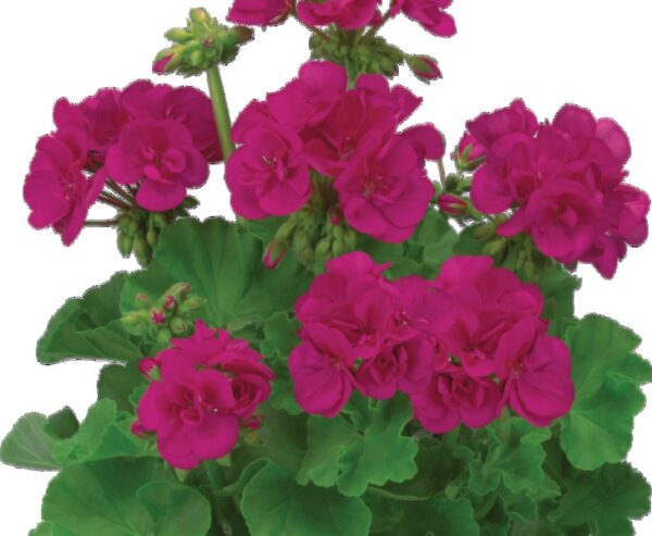 Zonal Geranium Dolce Vita Evi Blue Pack x6 Plug Plants