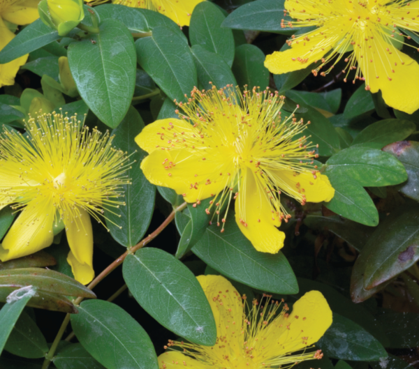 Hypericum Calycinum Rose Of Sharon Perennial Shrub Supersize XXL Plug Plants Pack x3