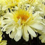 Leucathemum x Superbum 'Real Charmer' Shasta Daisy Perennial Plug Plants LARGE Pack x6