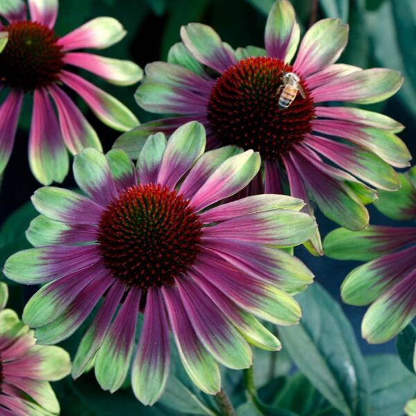 Echinacea ‘Sweet Sandia’ (Coneflower) Plug Plants Pack x6