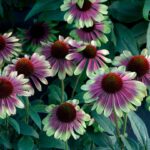 Echinacea ‘Sweet Sandia’ (Coneflower) Plug Plants Pack x6