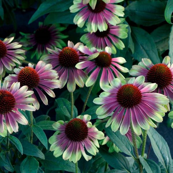Echinacea ‘Sweet Sandia’ (Coneflower) Plug Plants Pack x6