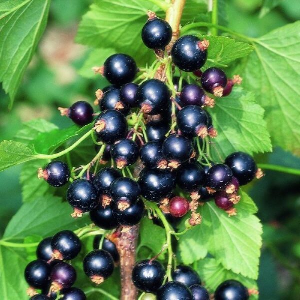 Blackcurrant 'Ben Lomond' Fruit Bush 90mm Pot Plants Pack x3