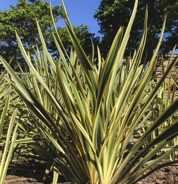 Phormium 'Yellow Wave' Perennial Grasses/Flax 9cm Pot Plant x1