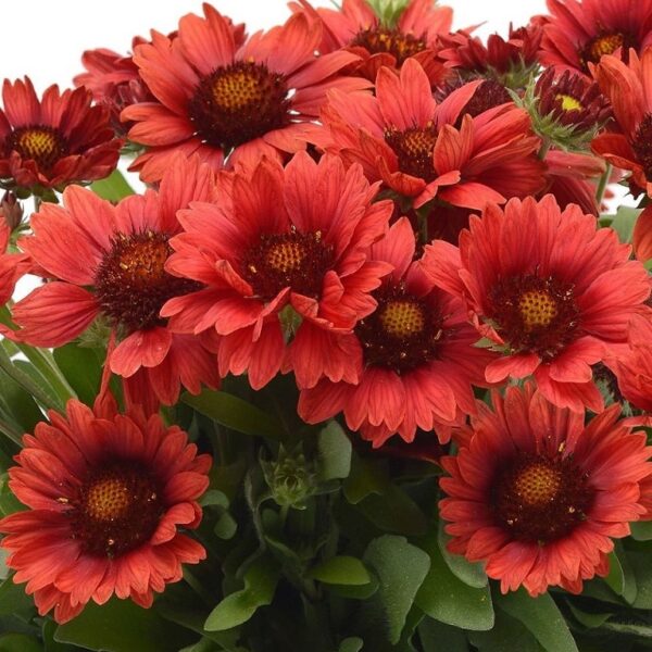 Gaillardia Mesa Red F1 Grandiflora Perennial (LARGE) Plug Plants Pack x6