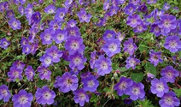 Hardy Geranium Rozanne® Perennial LARGE Plug Plants Pack x6