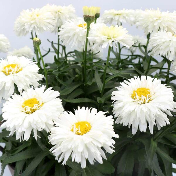 Leucathemum x Superbum 'Macaroon' Shasta Daisy Perennial Plug Plants Pack x6