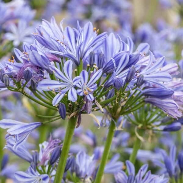 Agapanthus Africanus 'Charlotte' Perennial XXL Supersize Plug Plants Pack x3