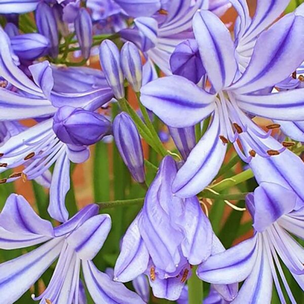 Agapanthus Africanus 'Charlotte' Perennial XXL Supersize Plug Plants Pack x3
