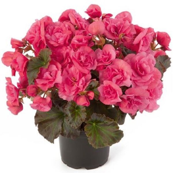Begonia Elatior 'Sunpleasures® Pink' Plug Plants Pack x6