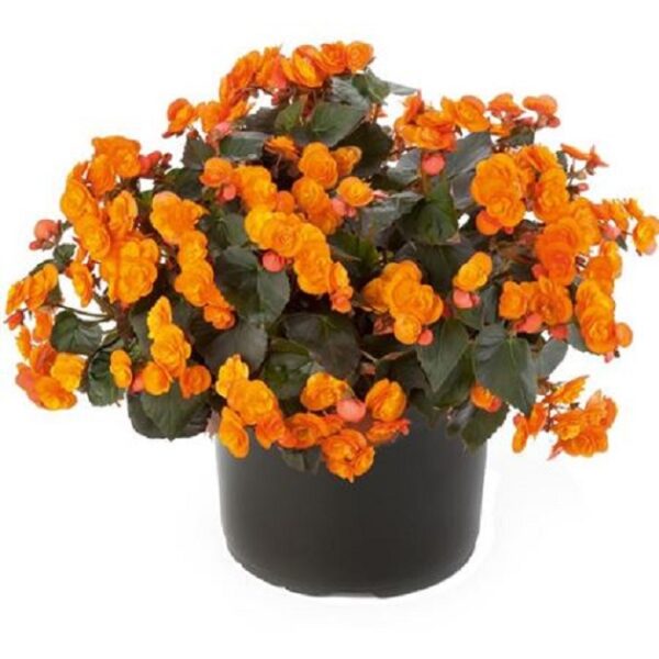 Begonia Elatior 'Sunpleasures® Orange' Plug Plants Pack x6