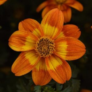 Bidens Bee Happy Red Plug Plants Summer Blooms Pack x6