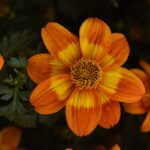 Bidens Bee Happy Red Plug Plants Summer Blooms Pack x6