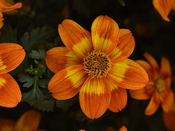 Bidens Bee Happy Red Plug Plants Summer Blooms Pack x6