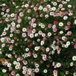 Erigeron 'Karvin Stallone' Ground Cover Perennial Plug Plants Pack x6