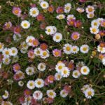 Erigeron 'Karvin Stallone' Ground Cover Perennial Plug Plants Pack x6