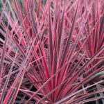 Cordyline Australis Charlie Boy Perennial 90mm Pot Plants Pack x3