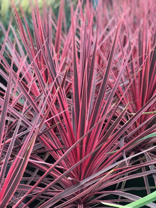 Cordyline Australis Charlie Boy Perennial 90mm Pot Plants Pack x3