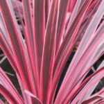 Cordyline Australis Charlie Boy Perennial 90mm Pot Plants Pack x3