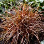 Grass Uncinia Rubra Everflame Perennial 90mm Potted Plants Pack x3