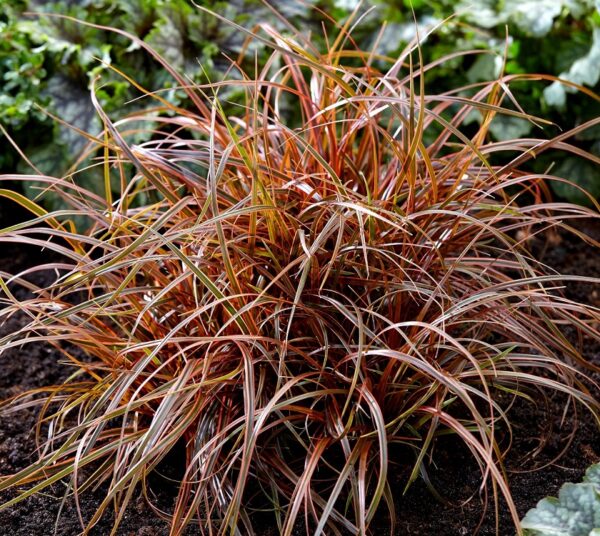 Grass Uncinia Rubra Everflame Perennial 90mm Potted Plants Pack x3
