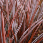Grass Uncinia Rubra Everflame Perennial 90mm Potted Plants Pack x3