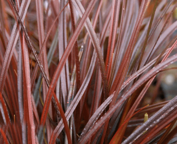 Grass Uncinia Rubra Everflame Perennial 90mm Potted Plants Pack x3