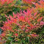 Nandina 'Gulf Stream' Heavenly Bamboo 9cm Potted Perennial/ShrubPlant x1