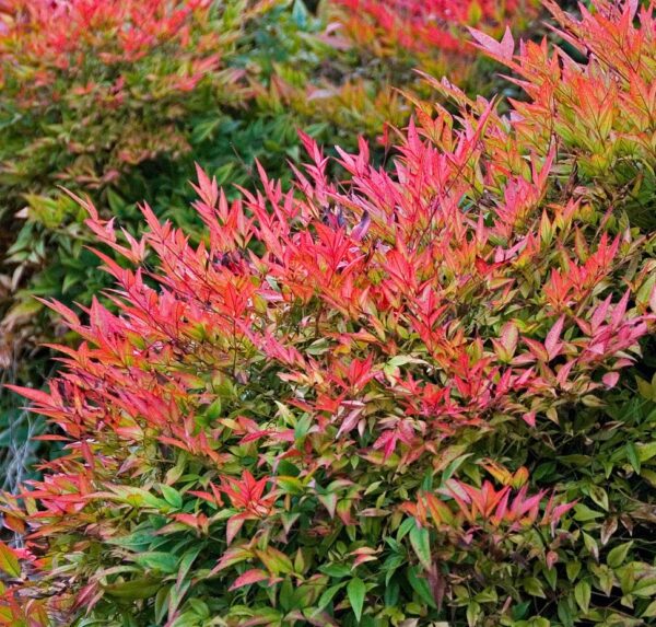 Nandina 'Gulf Stream' Heavenly Bamboo 9cm Potted Perennial/ShrubPlant x1